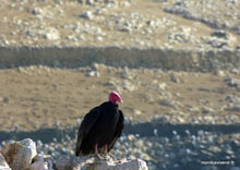 Vautour- îles Ballestas- Pérou